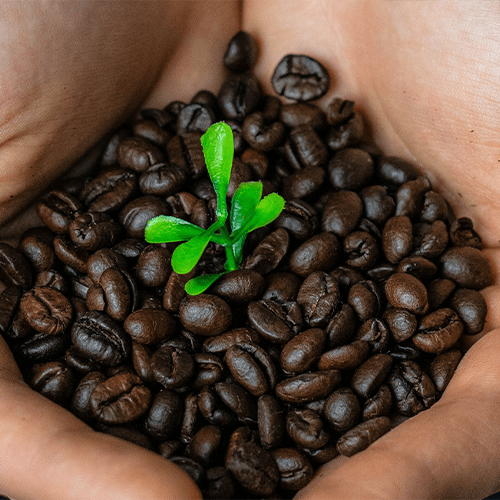 Çevre Dostu Kahve Tüketimi